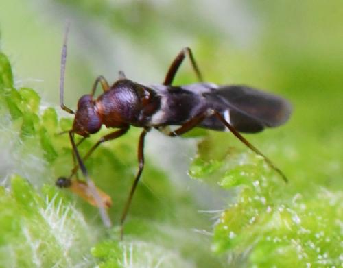 Réf. 305 894 : Mimocoris sp.